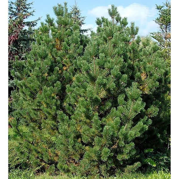 Bergkiefer Latschenkiefer 40-60cm - Pinus mugo günstig online kaufen