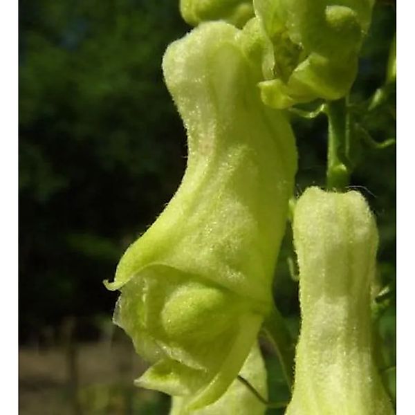 Gelber Eisenhut - Aconitum,amarckii günstig online kaufen