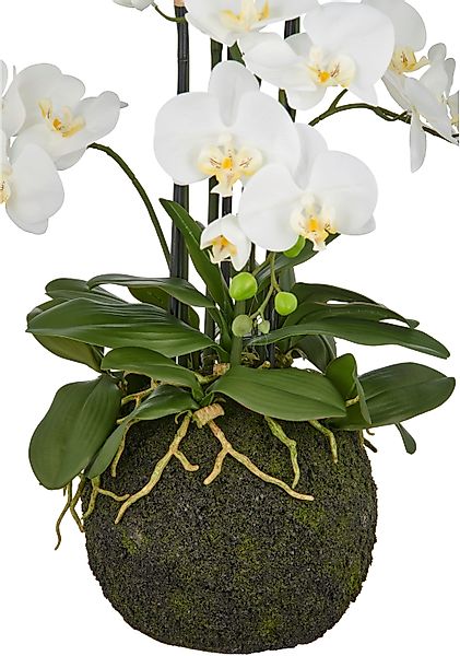 Creativ green Kunstorchidee »Orchidee Phalaenopsis« mit künstlichem Erdball günstig online kaufen