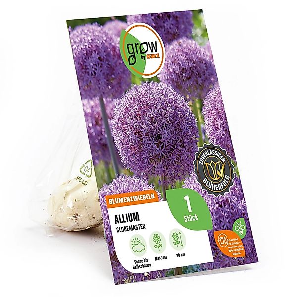 GROW by OBI Zierlauch Globemaster Purple 1 Stück Allium günstig online kaufen