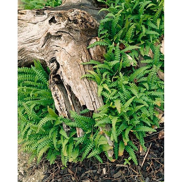 Blechnum Penna-Marina Zwergfarn Ca. 9x9 cm Topf günstig online kaufen