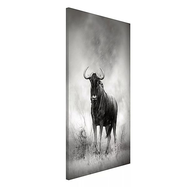 Magnettafel Tiere - Hochformat 3:4 Staring Wildebeest günstig online kaufen