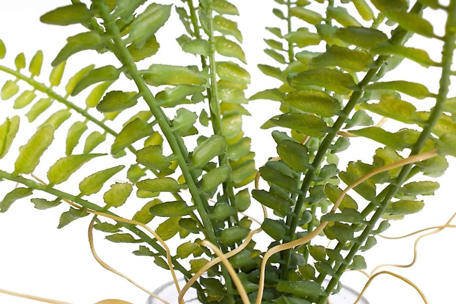 Botanic-Haus Künstliche Zimmerpflanze »Farn im Glas« günstig online kaufen