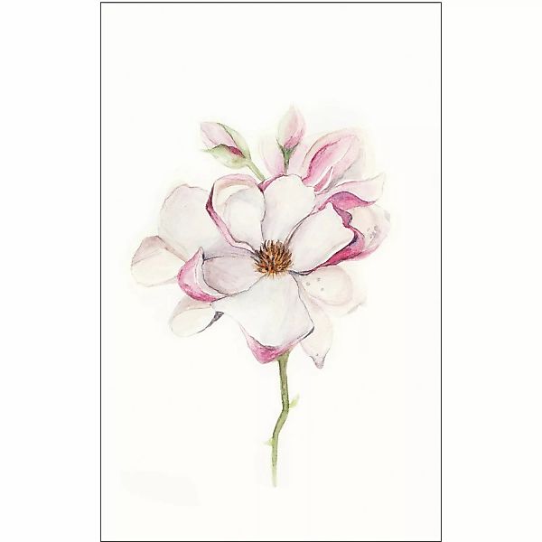 Komar Wandbild Magnolia Blossom 40 x 50 cm günstig online kaufen