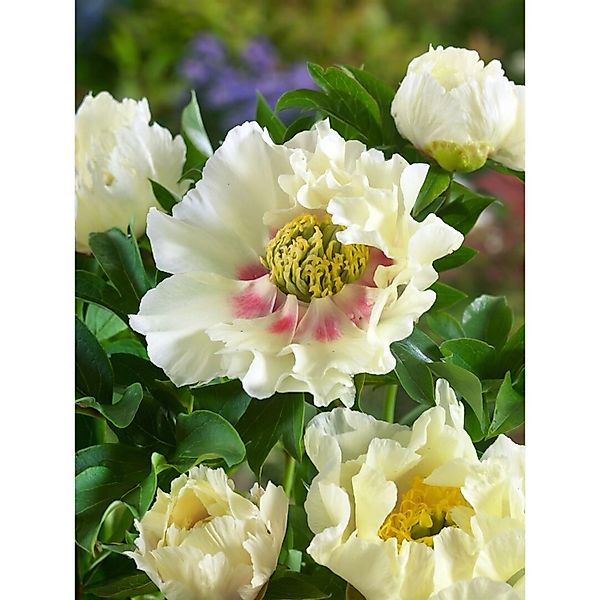 Paeonia Shinning Light Pfingstrose 5-7,5 Liter Container günstig online kaufen