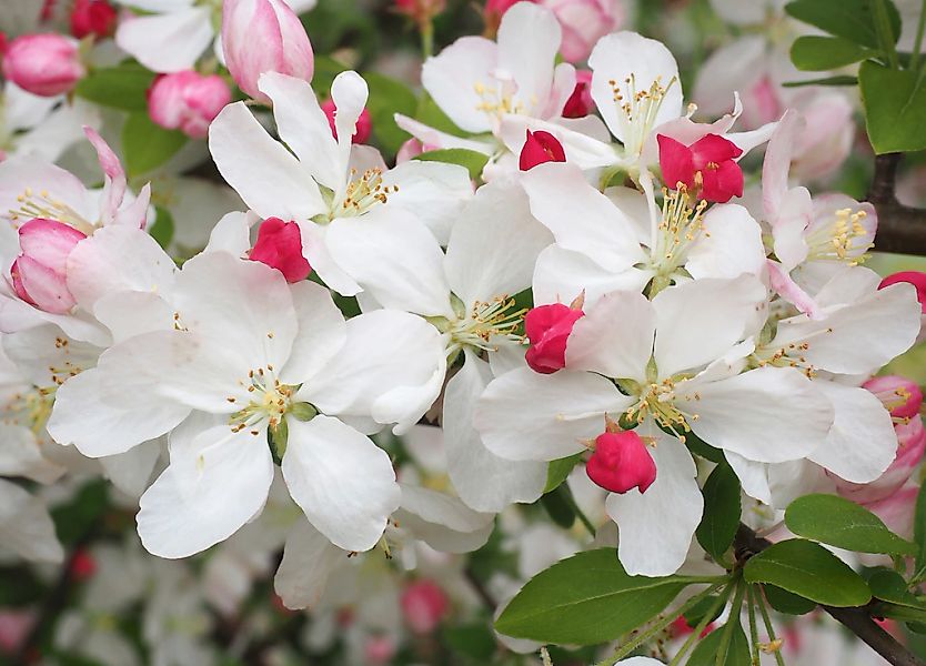 Papermoon Fototapete "WEIßE KIRSCH-BLÜTEN-BLUMEN PFLANZEN DEKOR NATUR MUSTE günstig online kaufen