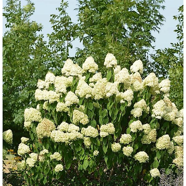 Hochstamm Rispenhortensie Skyfall 100-125cm - Hydrangea paniculata günstig online kaufen