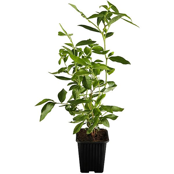 OBI Heidelbeere Goldtraube Blau Höhe ca. 20 - 30 cm Topf ca. 3 l Vaccinium günstig online kaufen