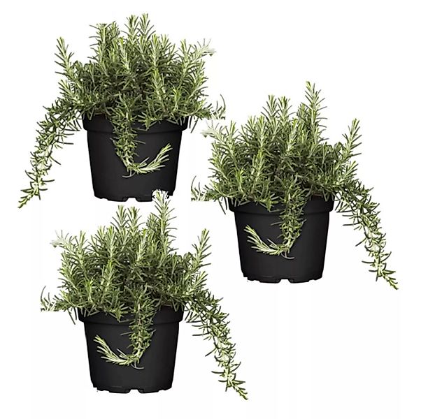 Perfect Plant | 3er-Set Rosmarinus officinale Capri günstig online kaufen
