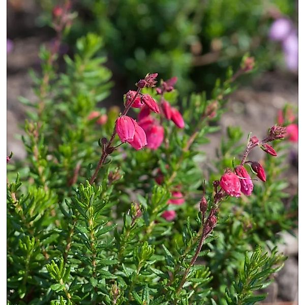 10x Irische Heide Atropurpurea - Daboecia cantabrica günstig online kaufen
