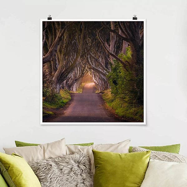 Poster Natur & Landschaft - Quadrat Tunnel aus Bäumen günstig online kaufen