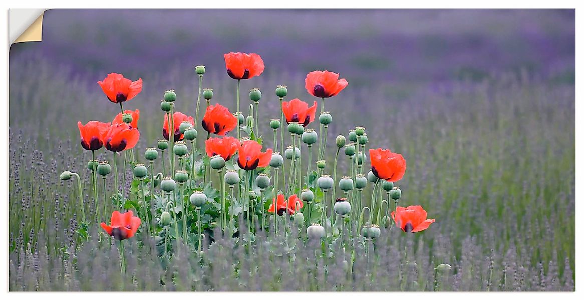 Artland Wandbild "Lavendelfarm in Sequim - Mohnblumen", Blumenwiese, (1 St. günstig online kaufen