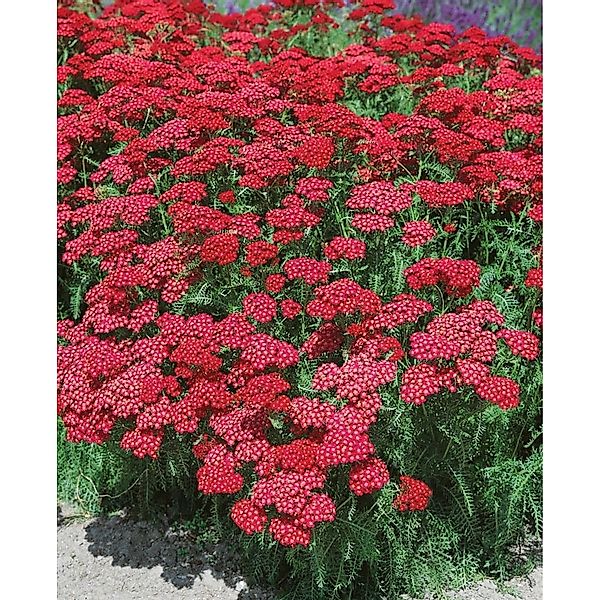 Achillea Millefolium Christel Gemeine Schafgarbe Ca. 9x9 cm Topf günstig online kaufen