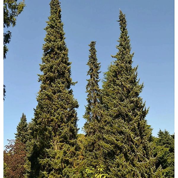 Serbische Fichte 60-80cm - Picea omorika günstig online kaufen