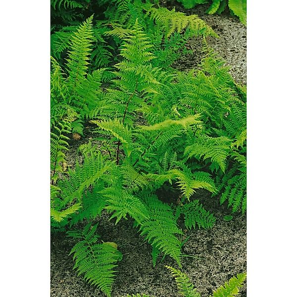 Athyrium Filix-femina Rotstiel Frauenfarn 30-40 cm günstig online kaufen