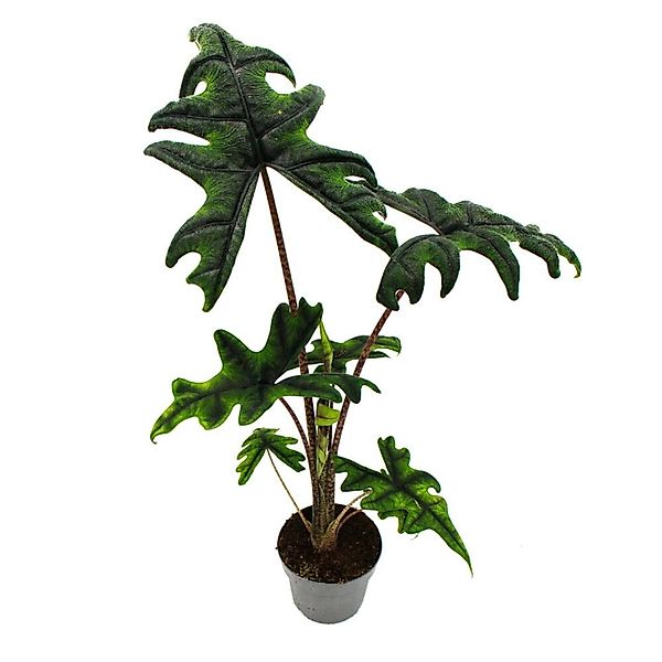 Exotenherz Alocasia Tandurusa Jacklyn Tropenwurz Alokasie Pfeilblatt 12cm T günstig online kaufen