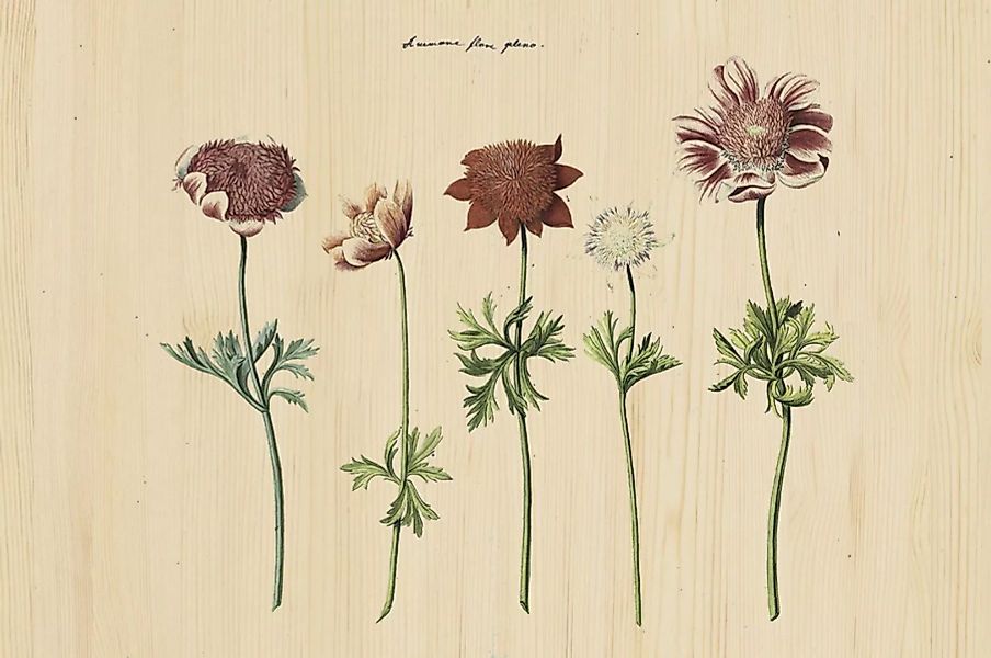 Wandkraft | Wanddekoration Botanical Story günstig online kaufen