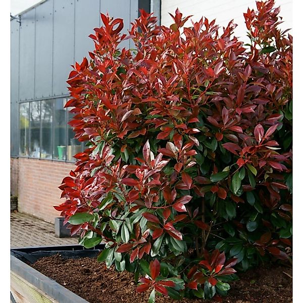 Glanzmispel Perfecta 40-60cm - Photinia fraseri günstig online kaufen