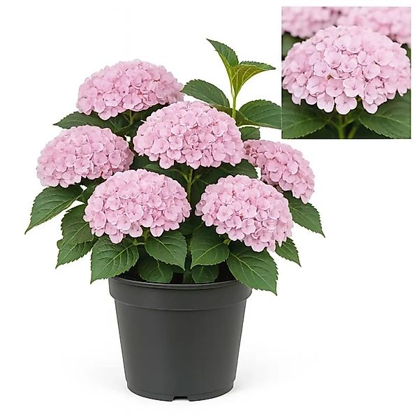 Exotenherz Hortensia Hydrangea Magical Revolution Pink 6-10 Blühten 23cm To günstig online kaufen