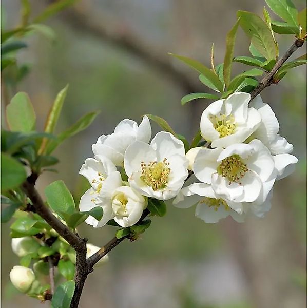 Scheinquitte Yuki Goten 40-60cm - Chaenomeles günstig online kaufen