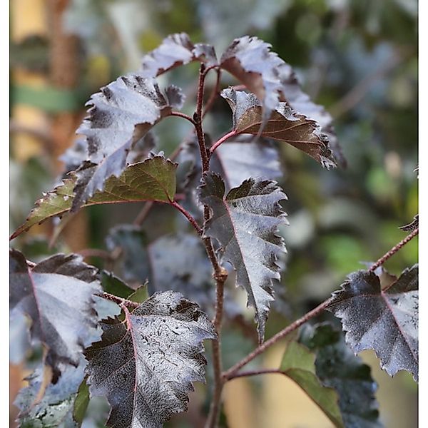 Rotblättrige Hängebirke Royal Frost 100-125cm - Betula pendula günstig online kaufen