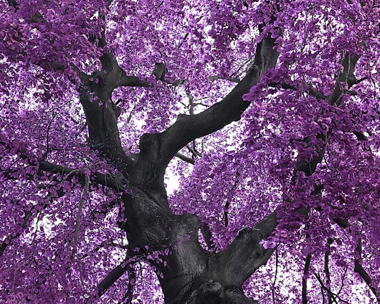 Fototapete "Baum Violett" 4,00x2,50 m / Strukturvlies Klassik günstig online kaufen