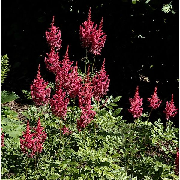 Prachtspiere Else Schluck - Astilbe arendsii günstig online kaufen