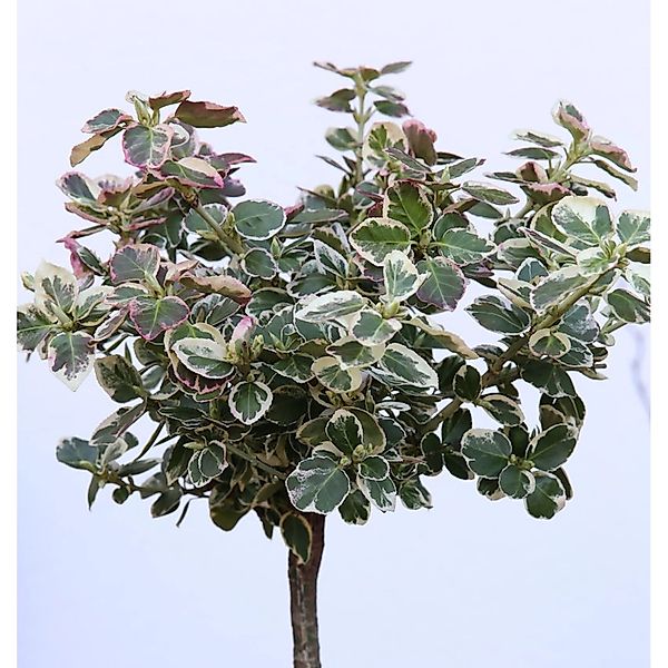 Hochstamm Weißbunte Kriechspindel 40-60cm - Euonymus fortunei günstig online kaufen