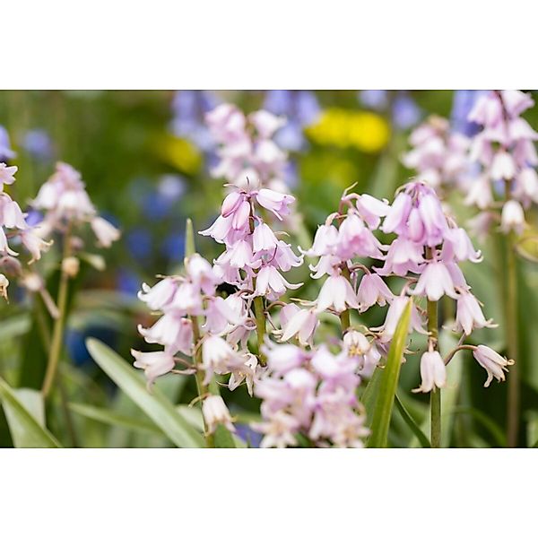 Hyacinthoides Hispanica Spanisches Hasenglöckchen Rose Queen 2 Liter Contai günstig online kaufen