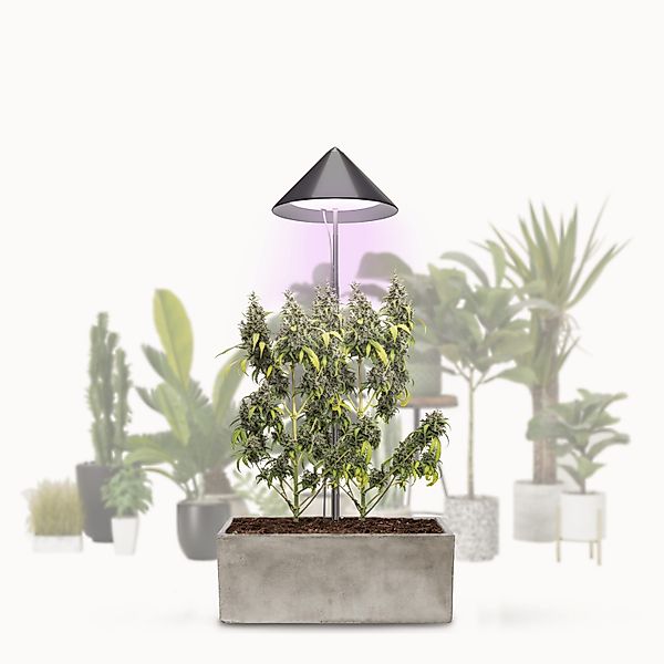PARUS Pflanzenlampe CANNA, Leuchtmittel für Pflanzen, günstig online kaufen