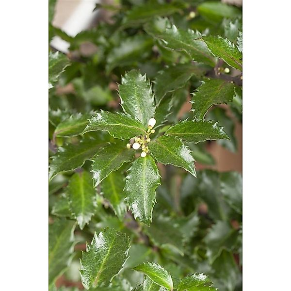 Ilex Meserveae Golden Girl Stechpalme Gelb-Grün 100–125 cm günstig online kaufen