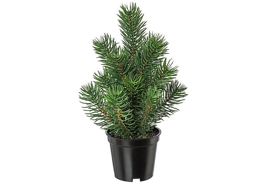 Kunstbaum Künstliches Tannenbäumchen im Topf, Tischdeko, Winterdeko, 22cm, günstig online kaufen
