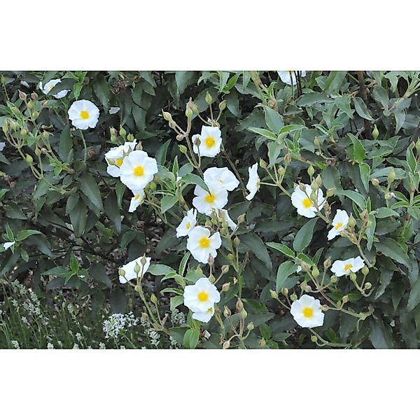 Cistus Laurifolius Lorbeerblättrige Zistrose Ca. 11x11 cm Topf günstig online kaufen