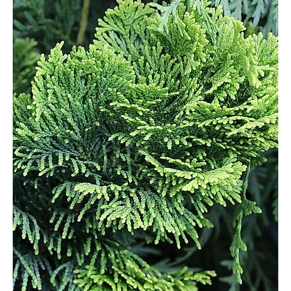 Gelbe Zwerg Muschelscheinzypresse 25-30cm - Chamaecyparis obtusa günstig online kaufen