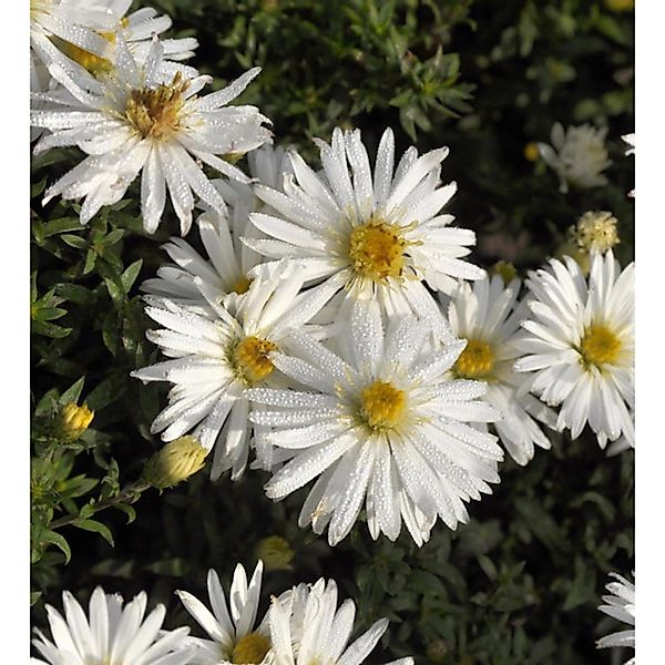 Kissenaster Niobe - Aster dumosus günstig online kaufen