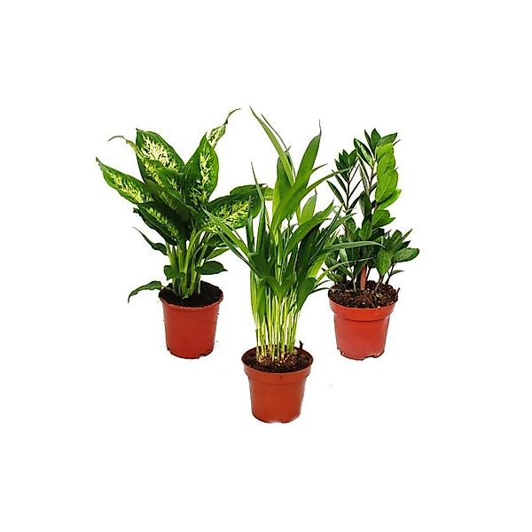 Exotenherz Zimmerpflanzen Mix I 3er Set Dieffenbachia Arecapalme Chrysalido günstig online kaufen