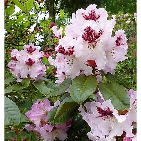 INKARHO - Großblumige Rhododendron Herbstfreude 40-50cm - Alpenrose günstig online kaufen