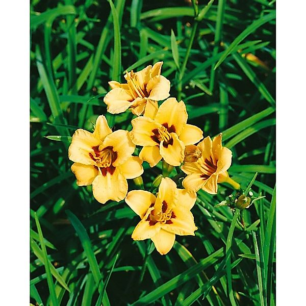 Hemerocallis X Cult. Little Bumble Bee Taglilie Ca. 11x11 cm Topf günstig online kaufen