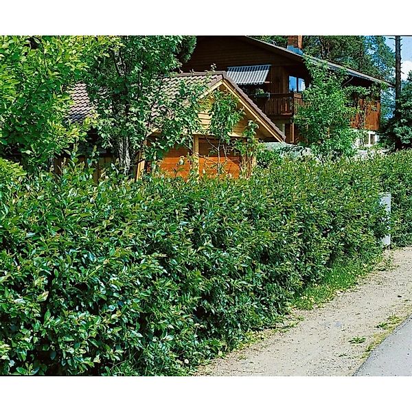 Cotoneaster,ucidus 40-60 cm günstig online kaufen