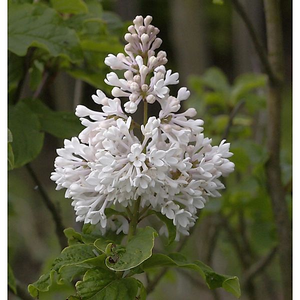 Hochstamm Kanadischer Flieder Agnes Smith 80-100cm - Syringa prestoniae günstig online kaufen