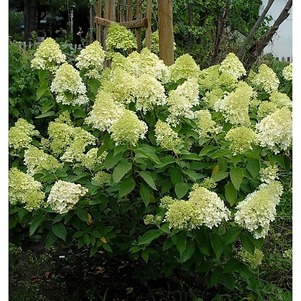 Rispenhortensie Mojito 30-40cm - Hydrangea paniculata günstig online kaufen