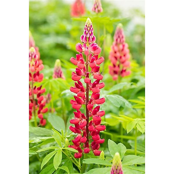 Pflanzen für Dich Staude Lupinus poly. Mein Schloss, 1 St., Lupine, Vielblä günstig online kaufen