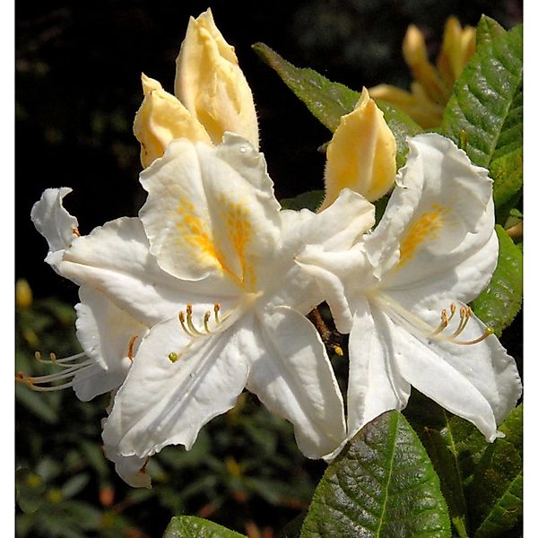 Azalee Oxydol 40-50cm - Rhododendron luteum - Alpenrose günstig online kaufen