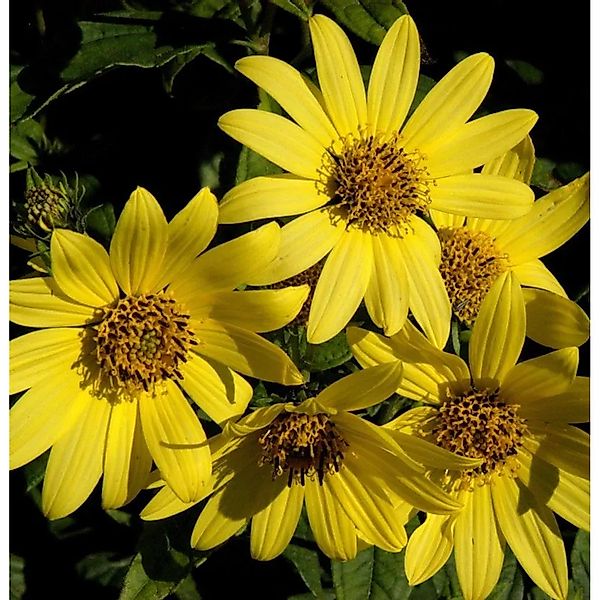 Stauden Sonnenblume Giganteus - Helianthus atrorubens günstig online kaufen