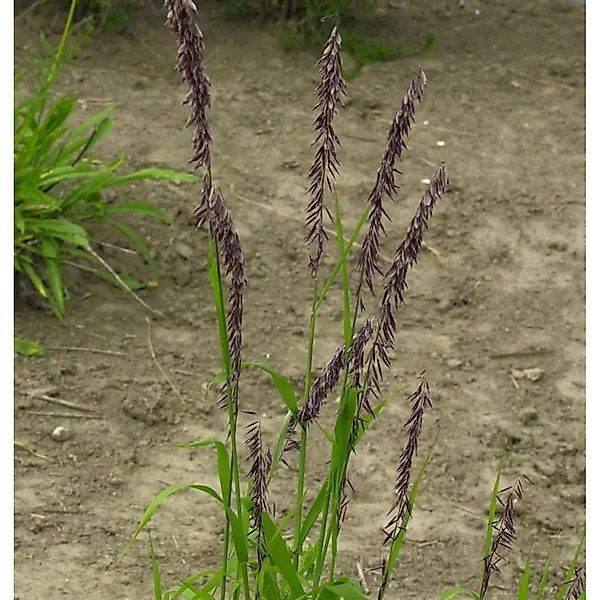 Siebenbürger Perlgras - Melica transsylvanica günstig online kaufen