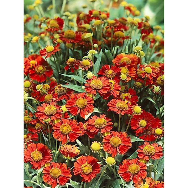 Helenium X Cult. Mahagoni Sonnenbraut Ca. 11x11 cm Topf günstig online kaufen