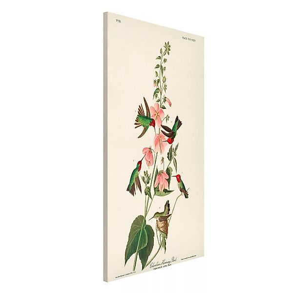 Magnettafel Blumen - Hochformat 3:4 Vintage Lehrtafel Kolumbianische Kolibr günstig online kaufen