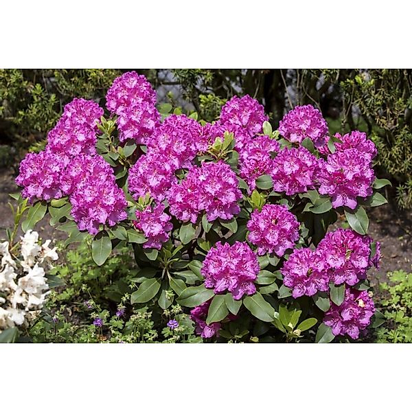 Rhododendron Hybr. Claudine Rosa Blüten 60–70 cm günstig online kaufen