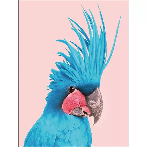 Pro Art Dekopanel Blue Cockatoo 40 cm x 30 cm günstig online kaufen