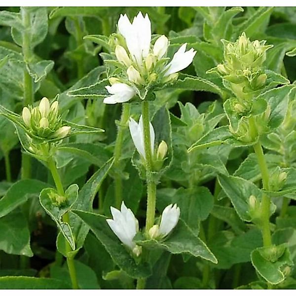 Knäulglockenblume Alba - Campanula glomerata günstig online kaufen